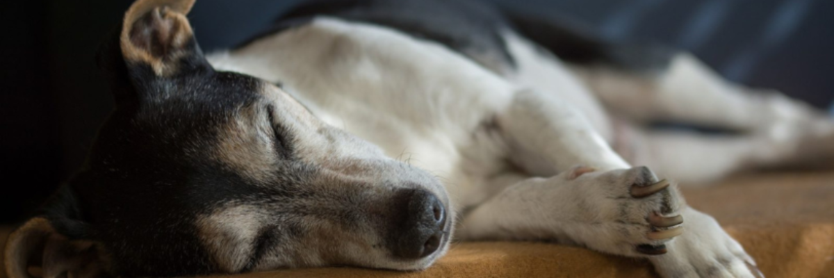 Sindrome del lupo mannaro nei cani: facciamo chiarezza